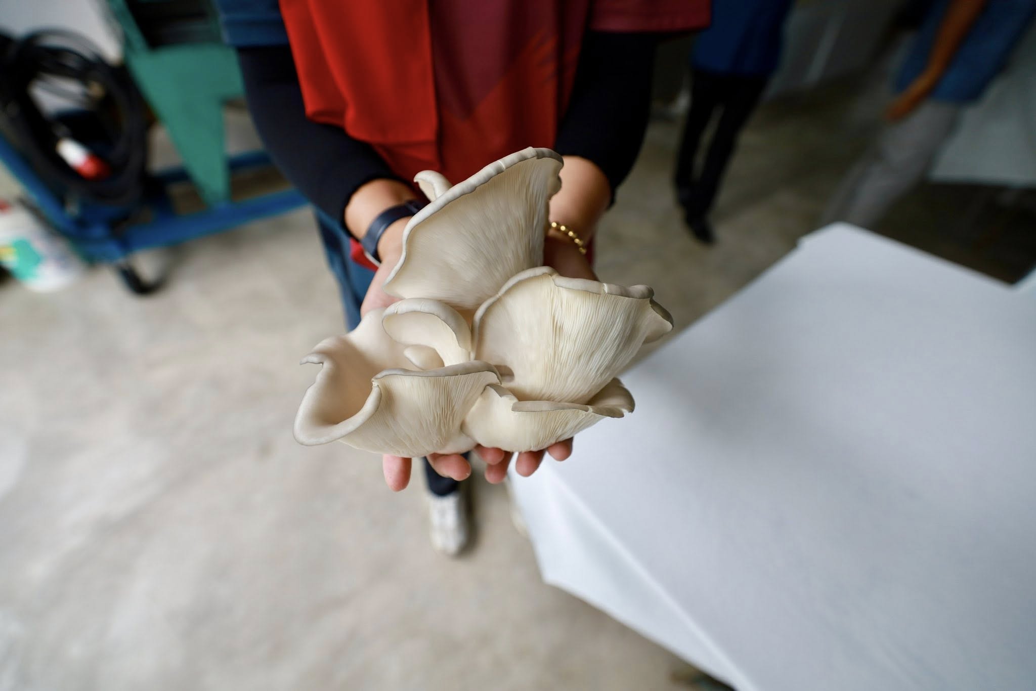 Lawatan Pemantauan Pengarah Pertanian Negeri ke Projek Pertanian Daerah Gombak/Petaling