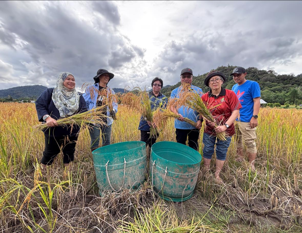 Unveiling Bario’s Pice Heritage: Tradition and Technology in One Path